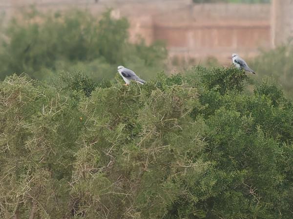 <h3><a href="/trips/marokko/biota/animalia/chordata/aves/017 accipitriformes/004 accipitridae/elanus caeruleus/elanus caeruleus-nl.html">Elanus&nbsp;caeruleus</a> / Black‑winged&nbsp;kite / Grijze&nbsp;wouw</h3>OM-1 Mark II met OLYMPUS M.150-400mm F4.5 TC, 1/2000 sec  bij F5.6, ISO 4000, afstand 289&nbsp;m